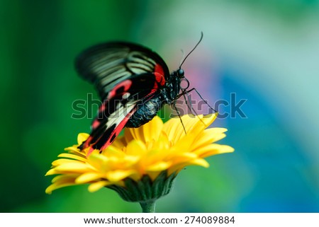 beautiful insect butterfly on a flower on a colored background macro