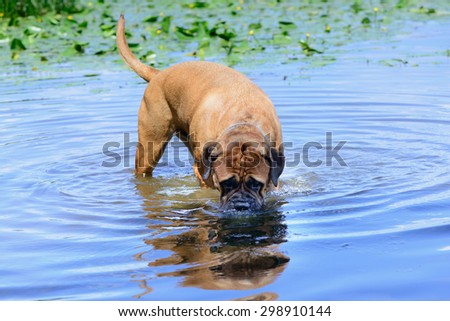 Pet bullmastiff dog swim in the river and drink water