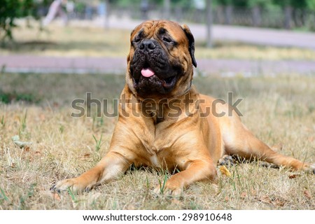 pet large red dog bullmastiff  lying on the dry grass