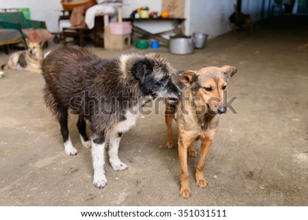 many adult stray dog in shelter kind charming