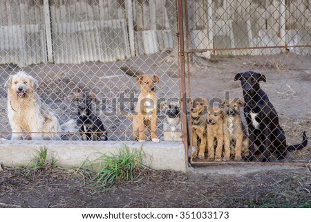 many stray dogs in shelter locked behind mesh