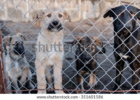 many stray dogs in shelter locked behind mesh