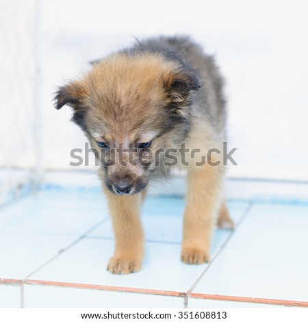 portrait of a little puppy in the shelter for dogs