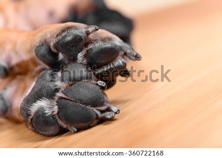 pet dog pads and big claws feet closeup