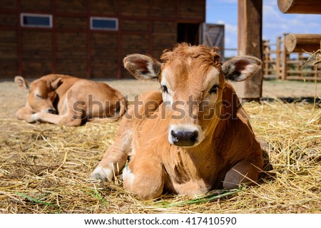 animal red calf child cow farm agriculture
