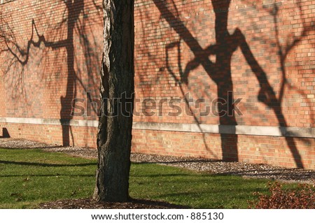 Tree and tree shadows on a brick wall