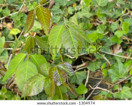 Poison ivy plant growing in a patch of English ivy