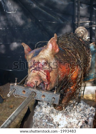 Pig turning over the coals at a pig roast