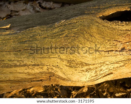 Texture study, old log lit by the setting sun