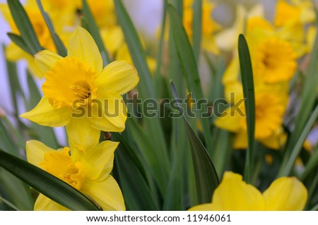 Yellow narcissus daffodils, a cheery sign of spring
