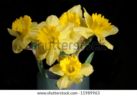 Bouquet of daffodils in vase, light-painted on black