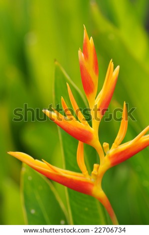 A beautiful yellow to red bird of paradise flower in the early stages of blooming