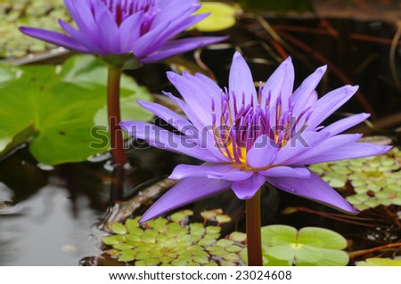 Closeup of two beautiful lavender water lilies
