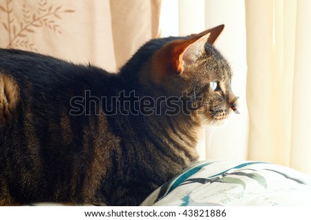 An alert house cat resting on a sofa in soft window light
