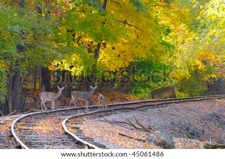 Three deer on an old railroad track