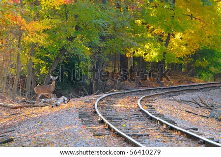 An alert deer stands by an old railroad track