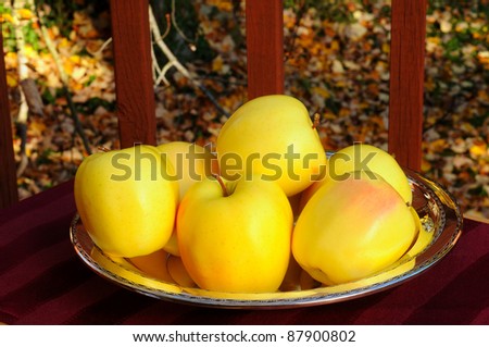 Bright golden delicious apples in an autumn setting