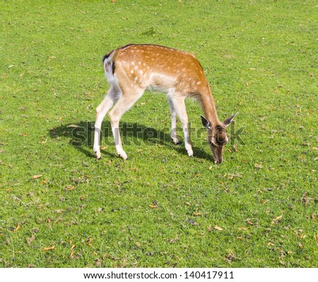 The sika deer can be active throughout the day, though in areas with heavy human disturbance, they tend to be nocturnal.