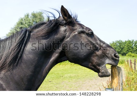 horse sharpens its teeth on a wooden pole