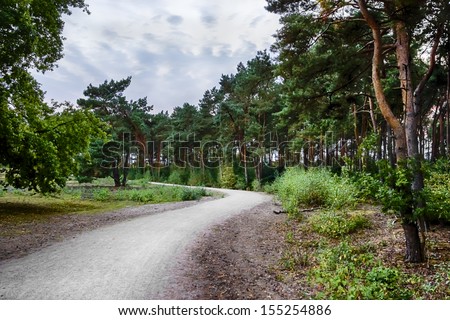 Road in the coniferous forest in the evening