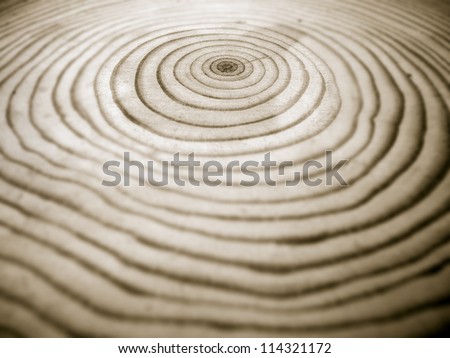 closeup of a section of pine wood showing annual rings, duo tone image, shallow depth of field