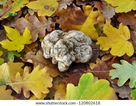 white truffle (tuber magnatum) on fallen leaves