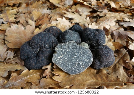black truffles on oak leaves