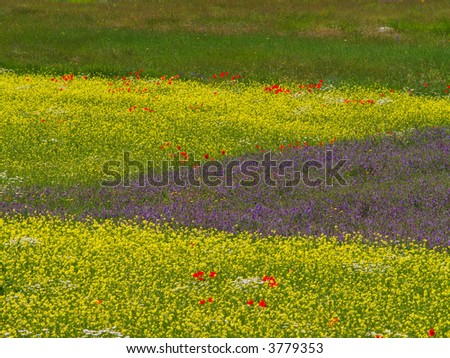 Field Of Lentils