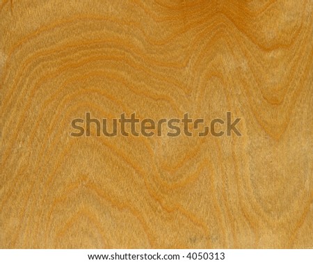 close up of birch wood grain