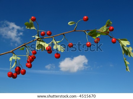 hawthorn berries against blue sky