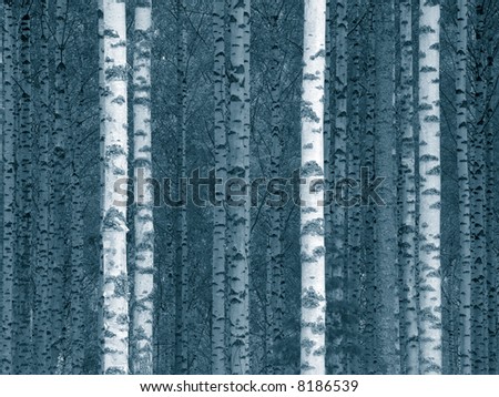 birch tree trunks in a finnish forest