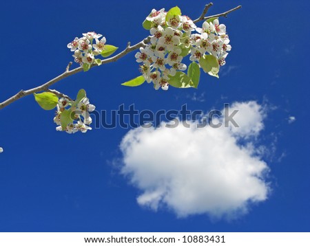 pear blossoms against blue sky with cloud