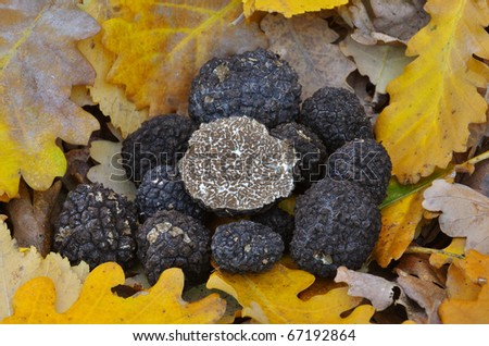 closeup of black truffles on oak leaves