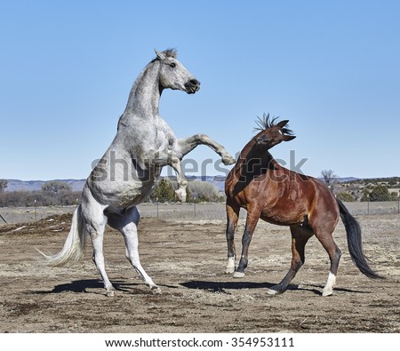 Dirty white horse rearing at bay colored horse who has front feet off the ground and head twisted to avoid the rearing horse
