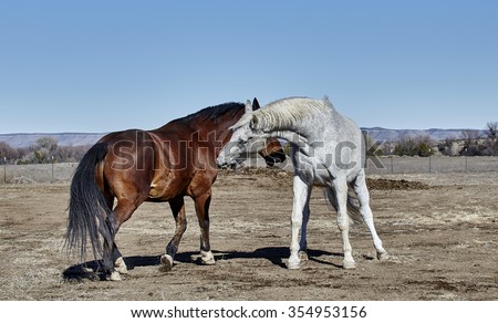 Two horses getting ready to bite each other showing teeth