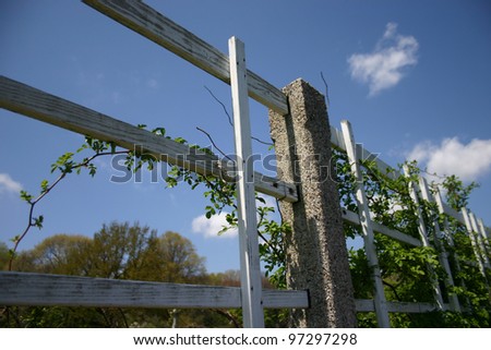 Country fence, wrapped with plants