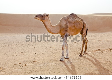 Camel in Sahara desert in Morocco. Horizontal shot.