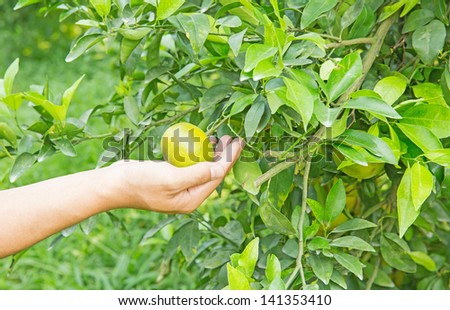 orange on tree human hand holding fruit