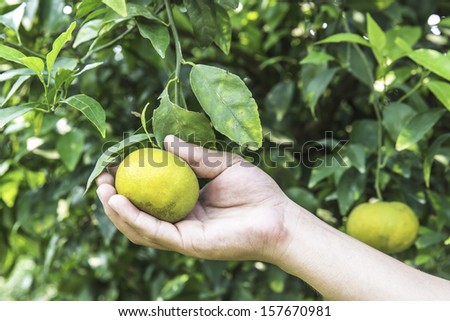 hand picking an orange