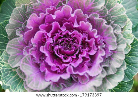 Decorative purple cabbage or kale, Ornamental cabbage