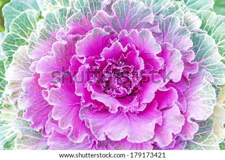 Decorative purple cabbage or kale, Purple decorative cabbage