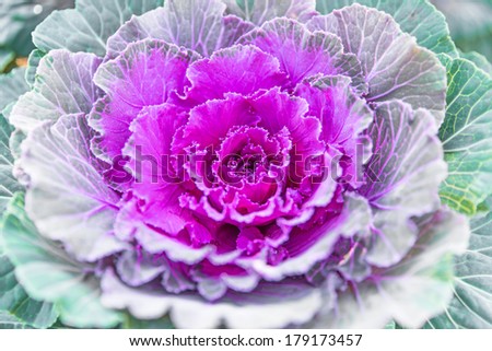 Decorative purple cabbage or kale, Purple decorative cabbage