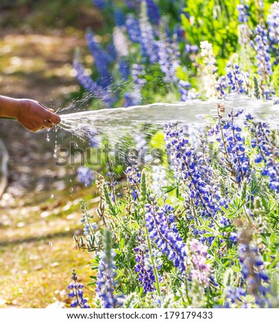 female hand watering the plants with a garden hose with sprinkler, Watering the flowers