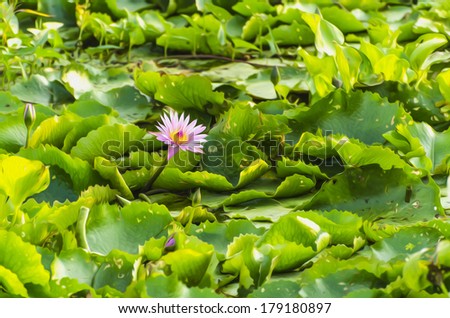 oil on canvas painting made on computer, oil painting water lily lotus flower and leaves made on computer