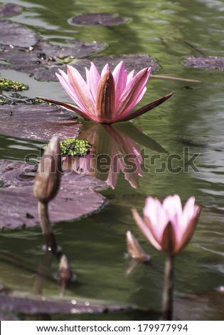 Pink waterlily and lotus bud in a pond, pink lotus flower in the pond