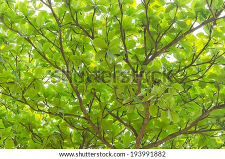 Spreading branches, canopy and fresh foliage of a beautiful leafy green tree