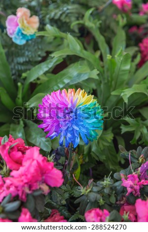 rainbow chrysanthemum flower, Colorful of rainbow Chrysanthemum flower