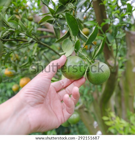 orange on tree human hand holding fruit