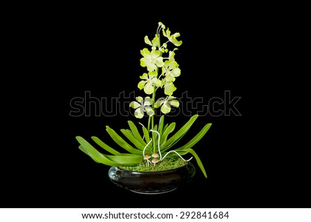 orchid flowers in pot isolated on black background