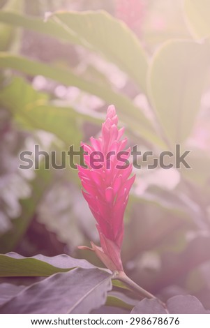 red ginger flower, Torch Ginger red flower, A beautiful tropical red ginger flower